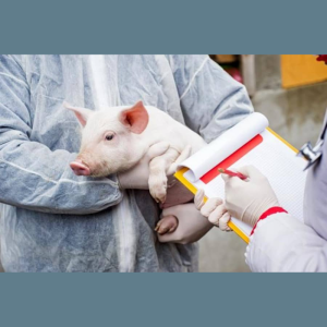 Atenție pesta porcină africană în raionul Drochia